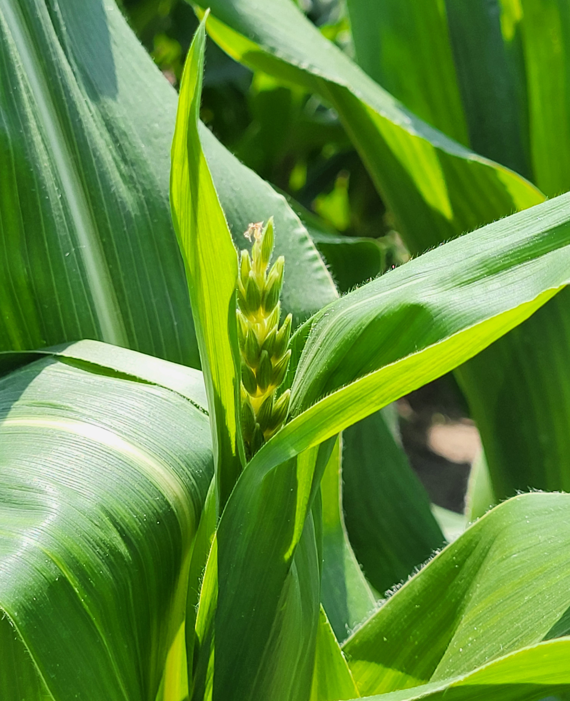 Sweet corn at VT growth stage.